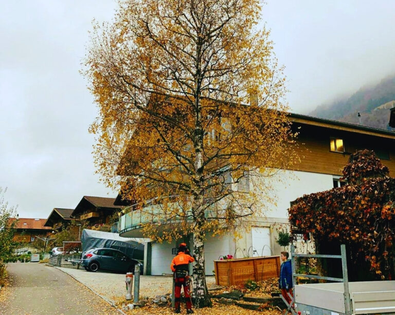 Baumpfleger bei einer Baumfällung in einem Privatgarten nahe einem Wohnhaus im Berner Oberland.